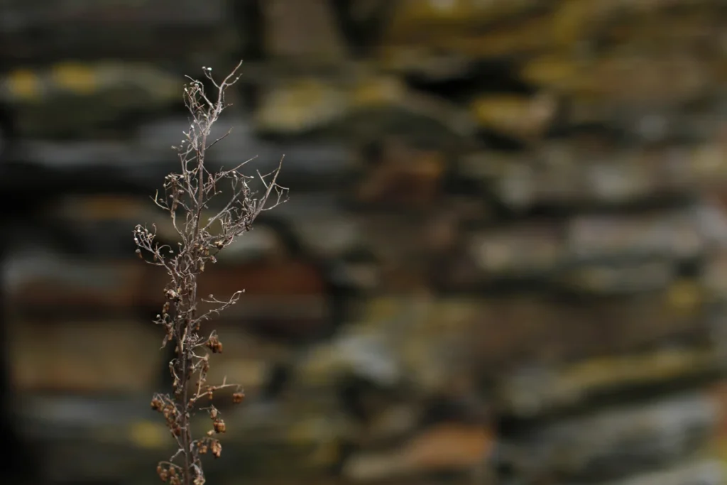 Textura de xisto
